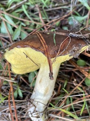 Suillus pungens