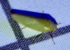 Gyponana