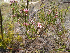 Erica corifolia