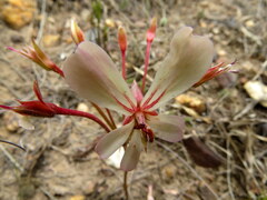 Pelargonium carneum