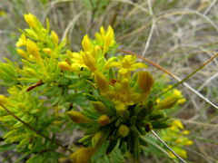 Gnidia juniperifolia