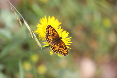 Melitaea celadussa