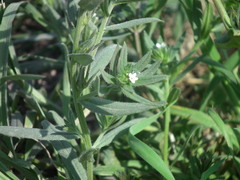 Buglossoides arvensis