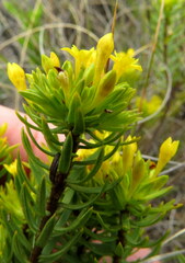 Gnidia juniperifolia