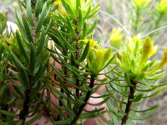 Gnidia juniperifolia