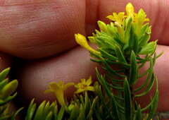 Gnidia juniperifolia