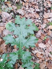 Acanthus mollis
