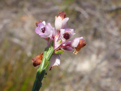 Erica corifolia
