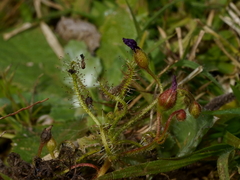Drosera indica