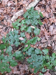Acanthus mollis