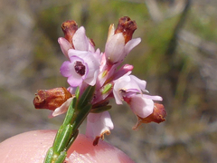 Erica corifolia