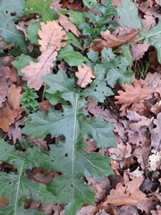 Acanthus mollis