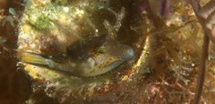 Canthigaster rostrata