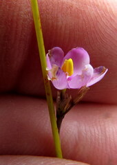 Ixia stricta