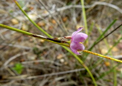 Ixia stricta