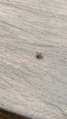 Clogmia albipunctata