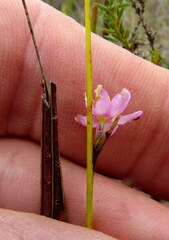 Ixia stricta