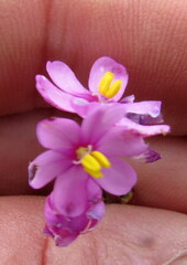 Ixia stricta