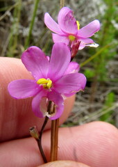 Ixia stricta