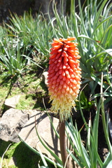 Kniphofia caulescens