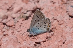 Polyommatus amandus
