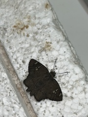 Telemiades laogonus