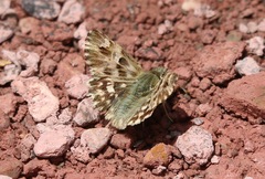 Muschampia lavatherae