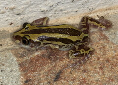 Kassina senegalensis