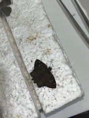 Telemiades laogonus
