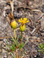 Pteronia tenuifolia