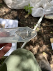 Telemiades laogonus