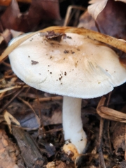 Hygrophorus
