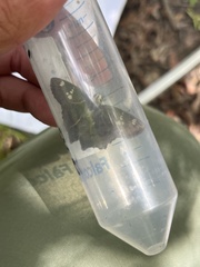 Telemiades laogonus