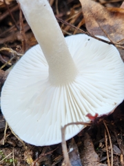Hygrophorus