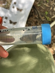 Telemiades laogonus