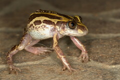 Kassina senegalensis