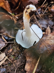 Hygrophorus