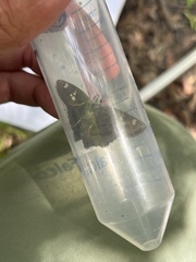 Telemiades laogonus