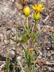 Pteronia tenuifolia