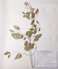 Clematis recta