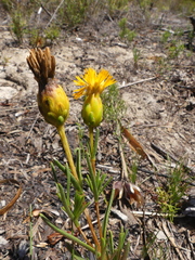 Pteronia tenuifolia