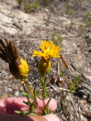 Pteronia tenuifolia
