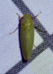 Gyponana