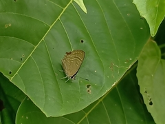 Deudorix epijarbas
