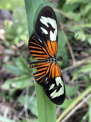 Heliconius erato amazona