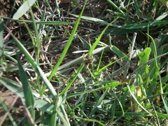 Bolboschoenus planiculmis