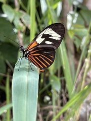Heliconius erato amazona