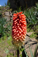 Kniphofia caulescens