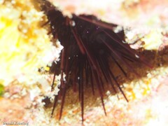 Centrostephanus longispinus