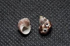 Cantharidus callichrous